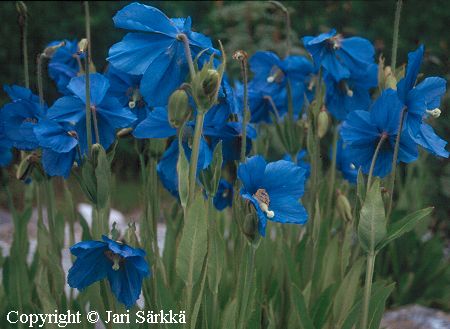 Meconopsis grandis, isovaleunikko